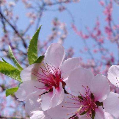 极速飞艇计划下载手机版